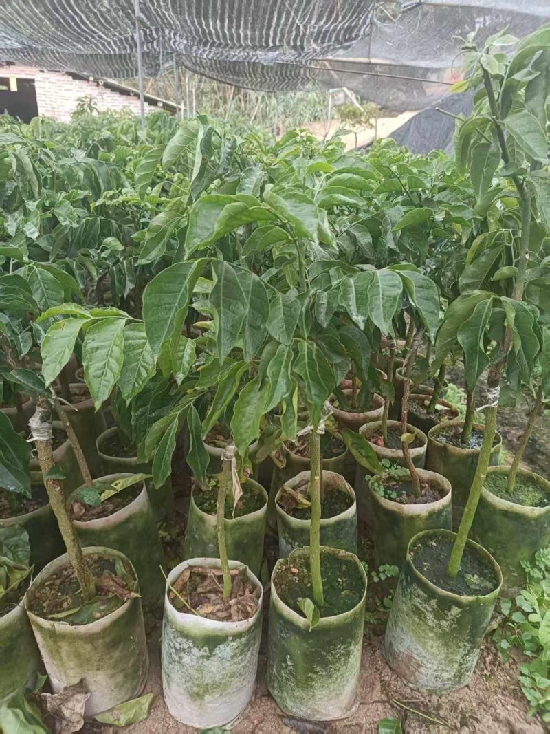 黄皮果苗