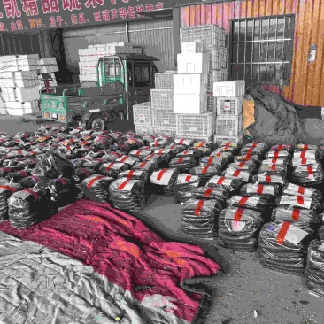 黄瓜上市