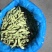 精品大荚毛豆