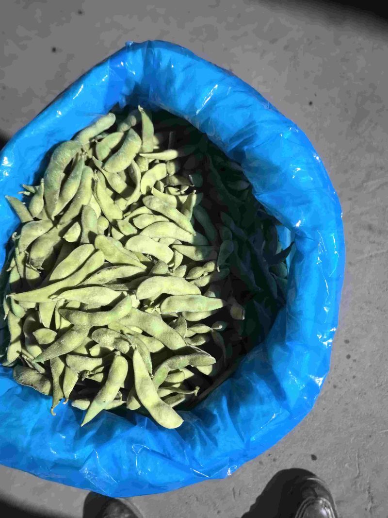 精品大荚毛豆