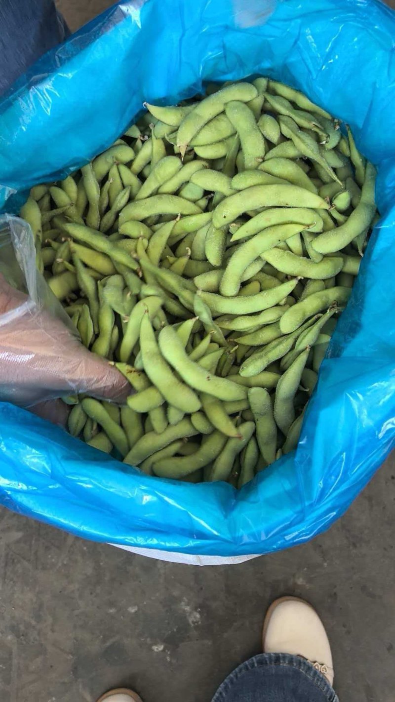 精品大荚毛豆