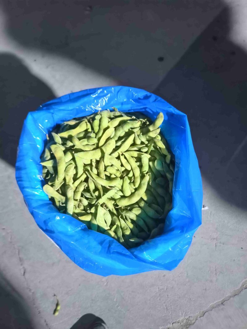 精品大荚毛豆