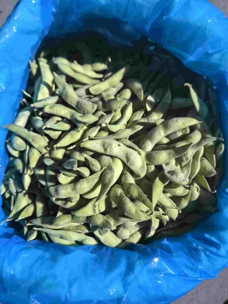 精品大荚毛豆