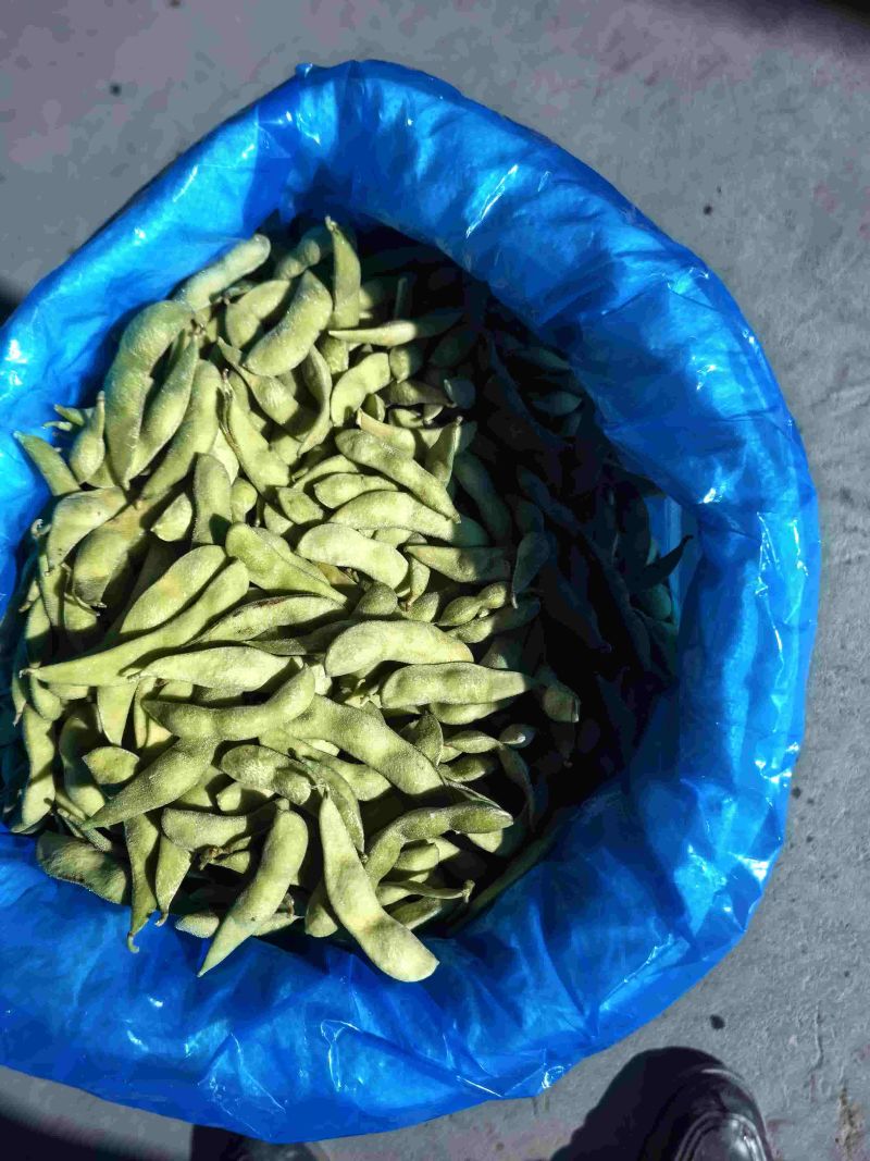 精品大荚毛豆