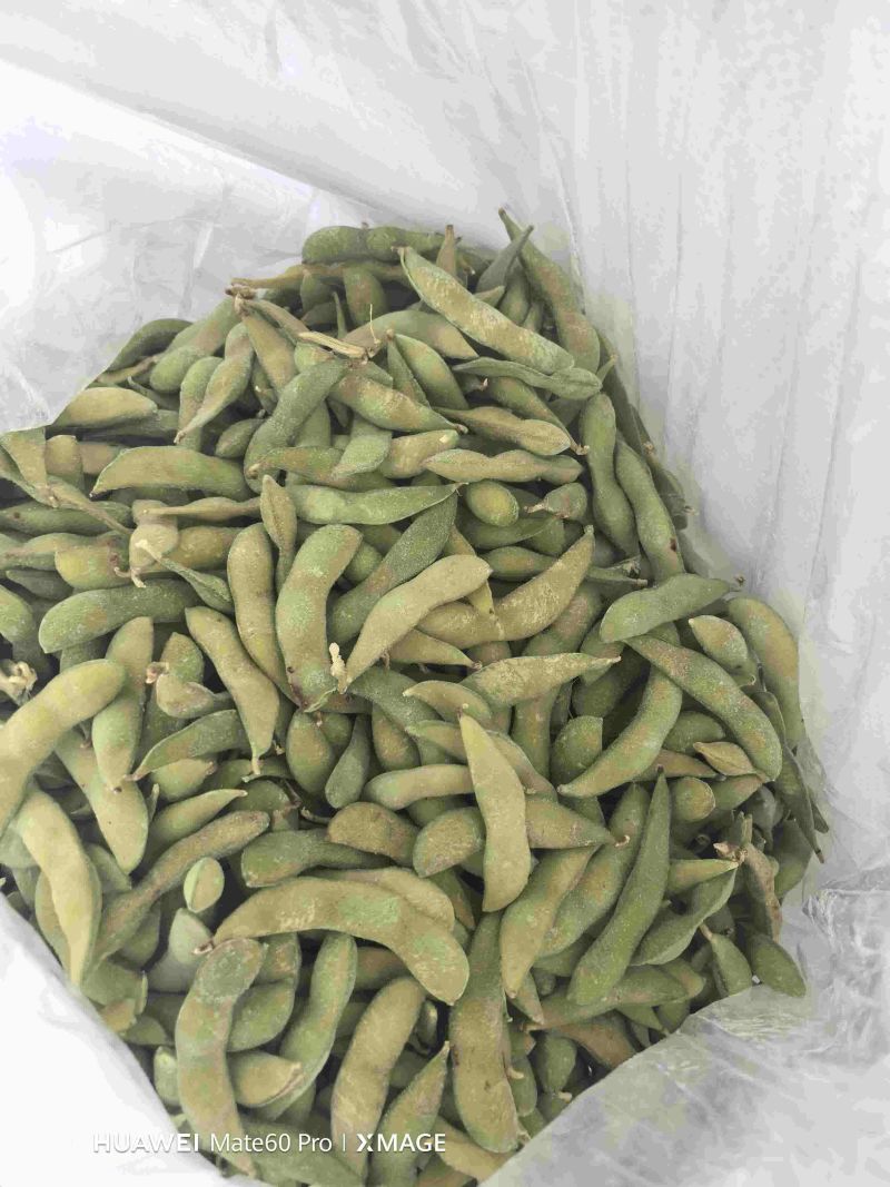 精品大荚毛豆