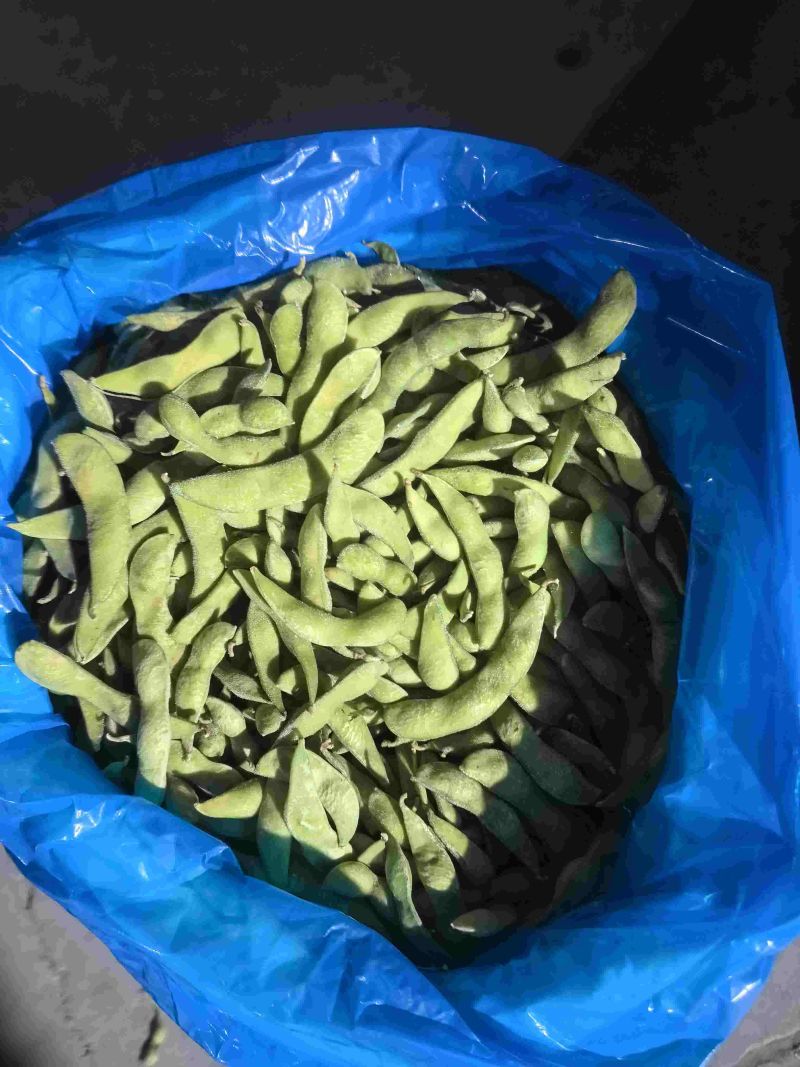 精品大荚毛豆