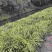 自家种植山奈