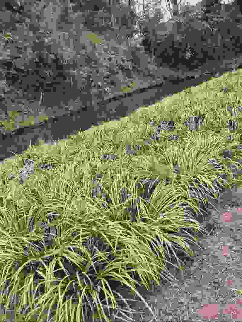 自家种植山奈