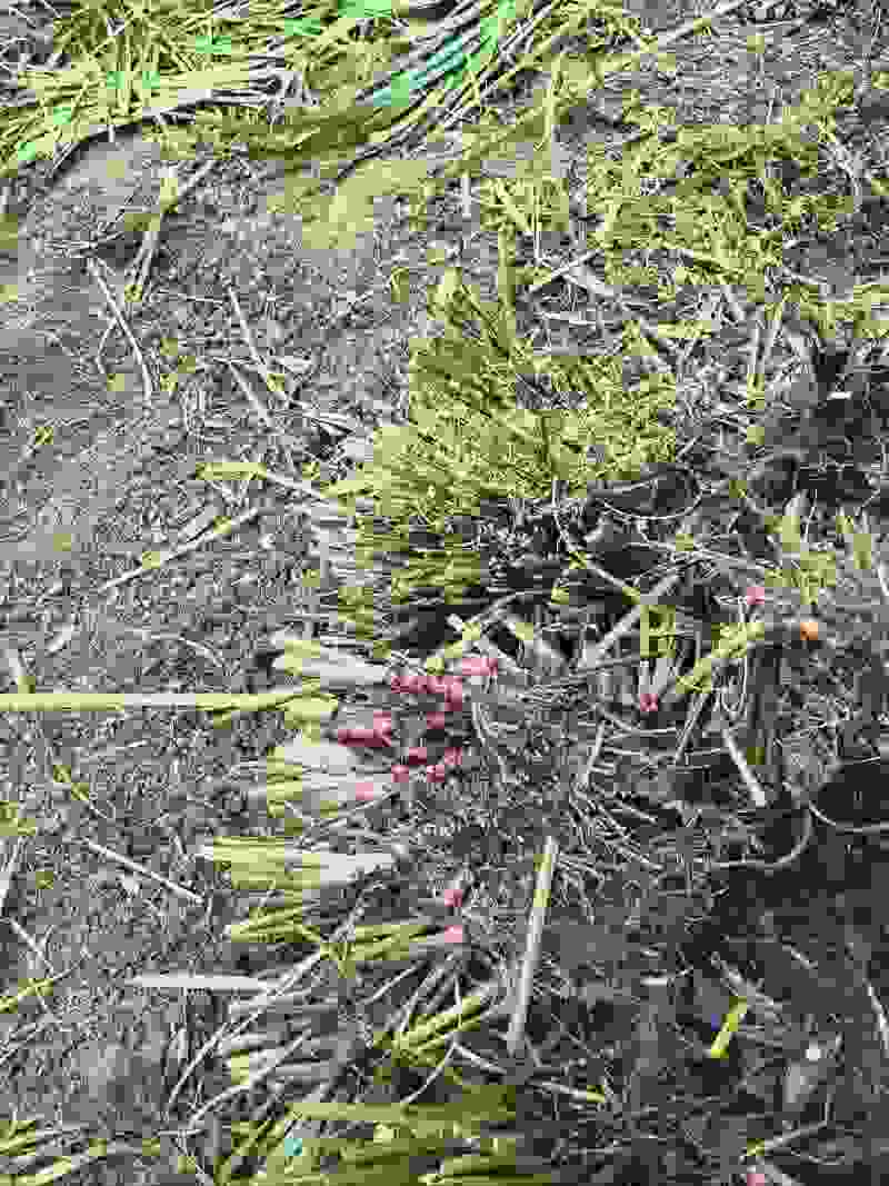 自家种植山奈