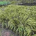 自家种植山奈