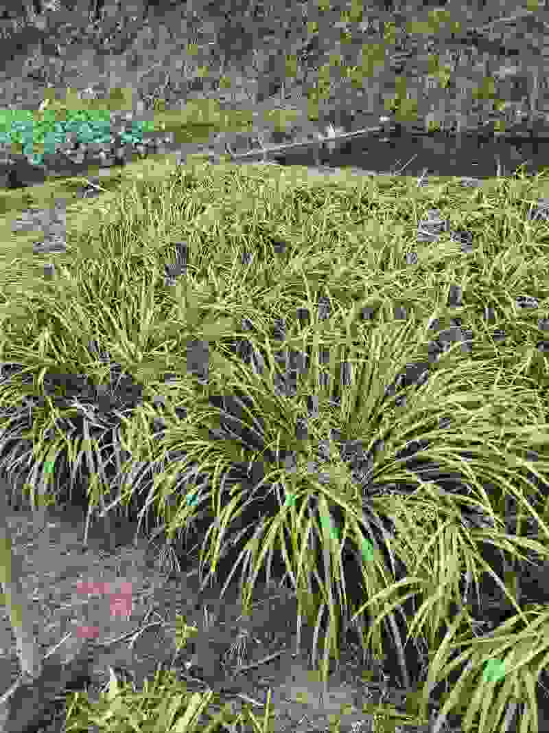 自家种植山奈