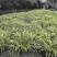 自家种植山奈