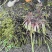 自家种植山奈