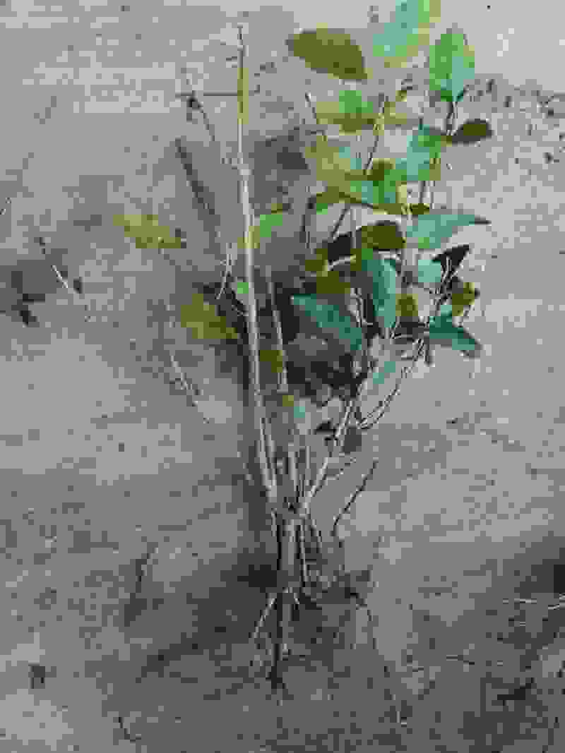 广西横州茉莉花苗茉莉花盆批发栽