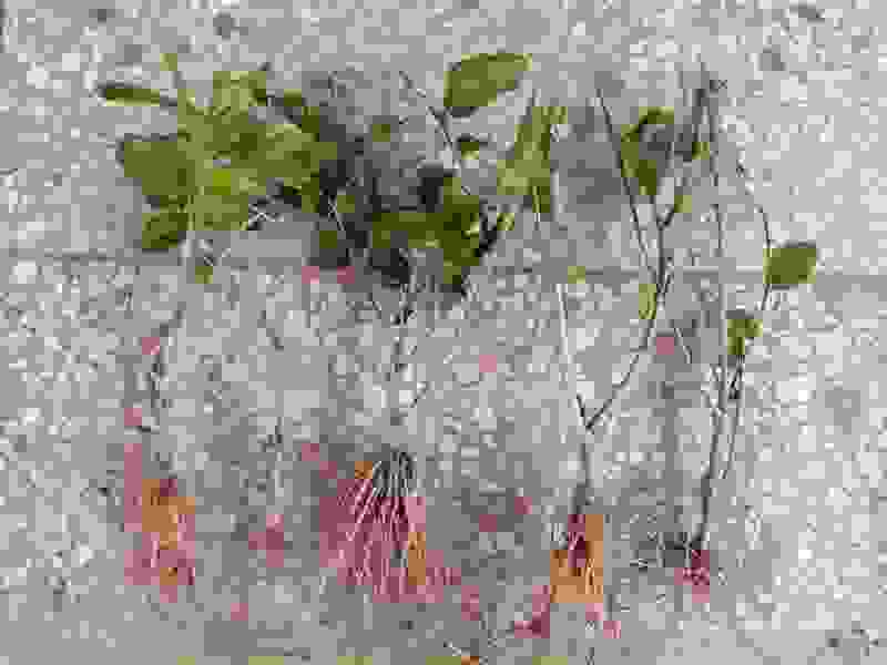 广西横州茉莉花苗茉莉花盆批发栽