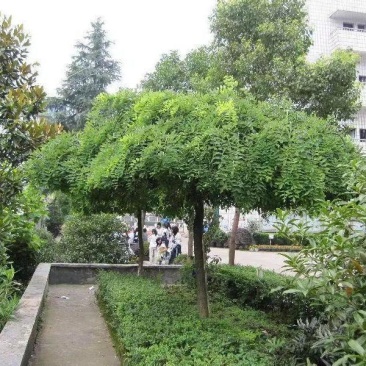 龙爪槐树苗嫁接龙爪槐
