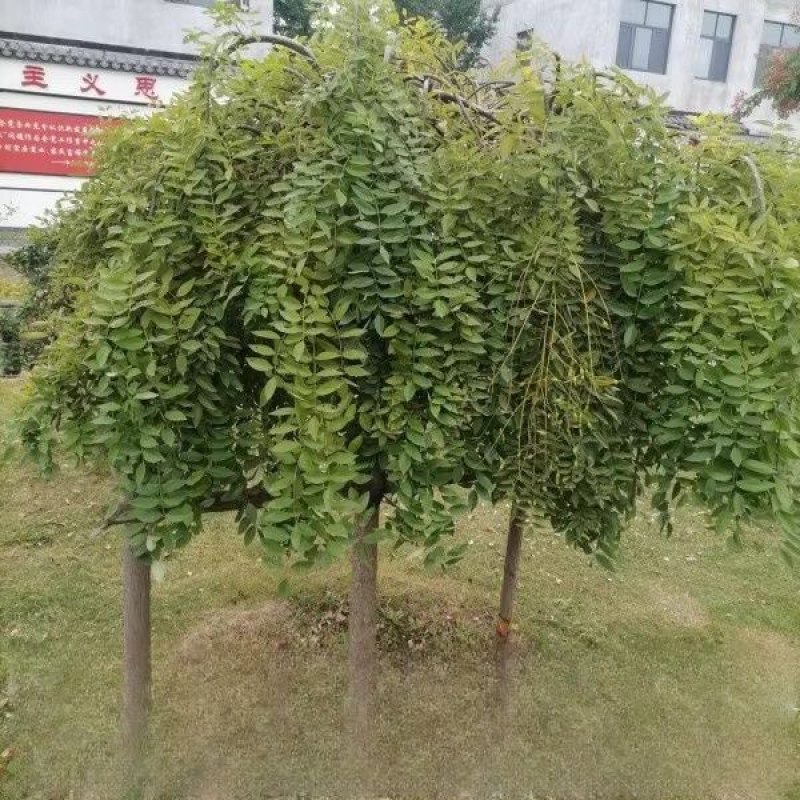 龙爪槐树苗嫁接龙爪槐