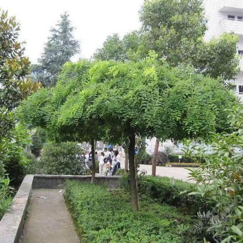 龙爪槐树苗嫁接龙爪槐