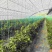 红黄彩椒基地种植