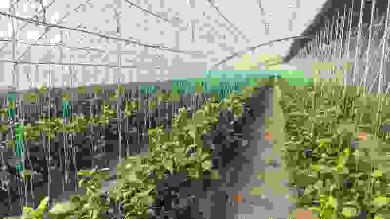 红黄彩椒基地种植