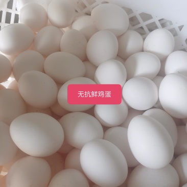 无抗鲜鸡蛋