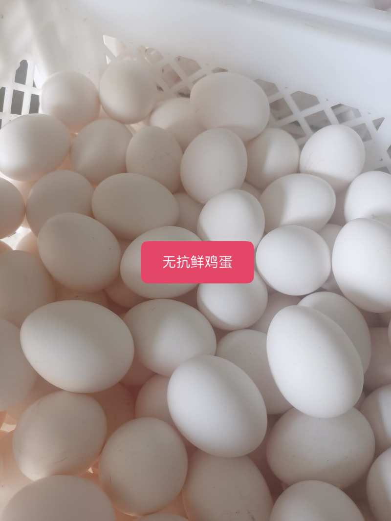 无抗鲜鸡蛋
