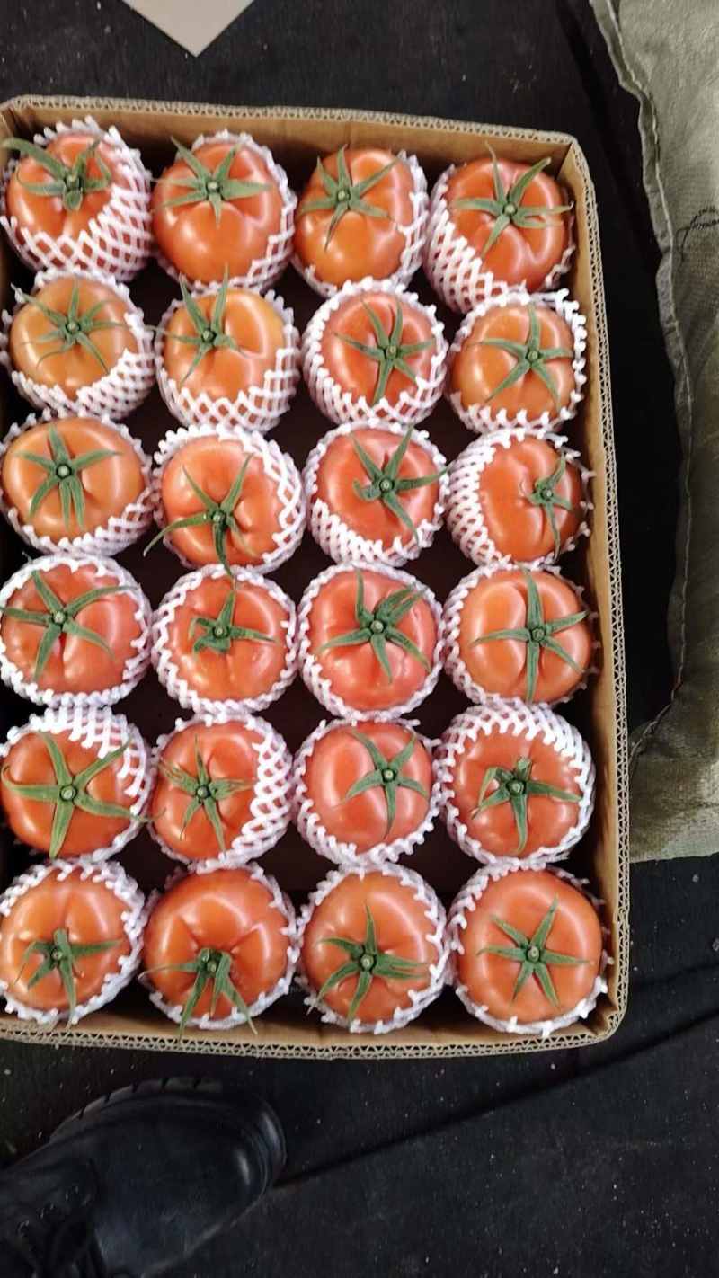 西红柿番茄大红通货硬粉色泽鲜艳品质优良