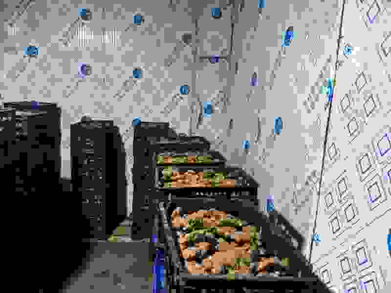 生姜