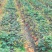 成都红颜草莓基地