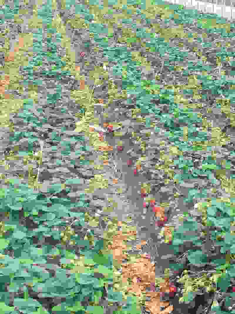 成都红颜草莓基地