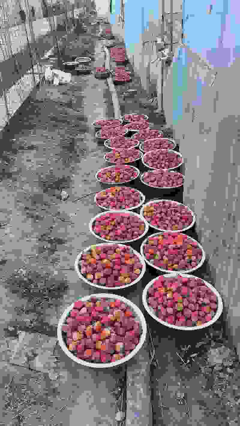 成都红颜草莓基地