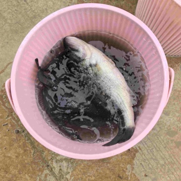 出售鲈鱼8量至1.3斤，价格8块