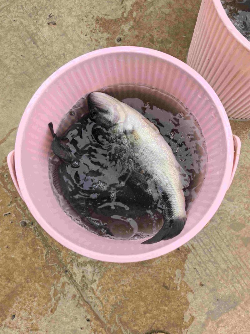 出售鲈鱼8量至1.3斤，价格8块