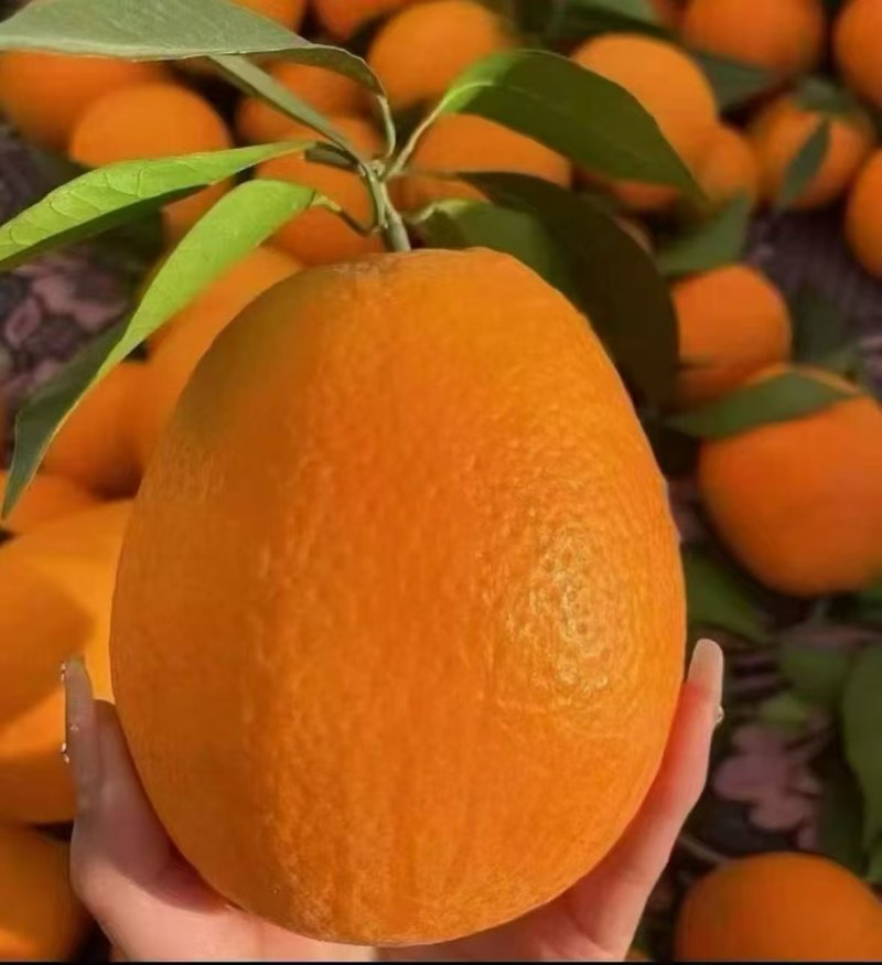 奉节脐橙（果农自有）