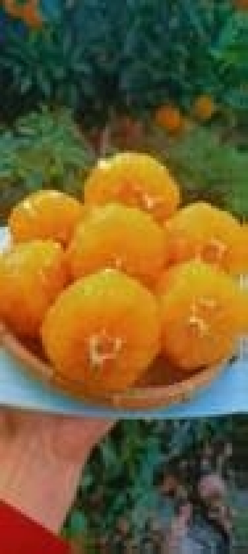 奉节脐橙（果农自有）