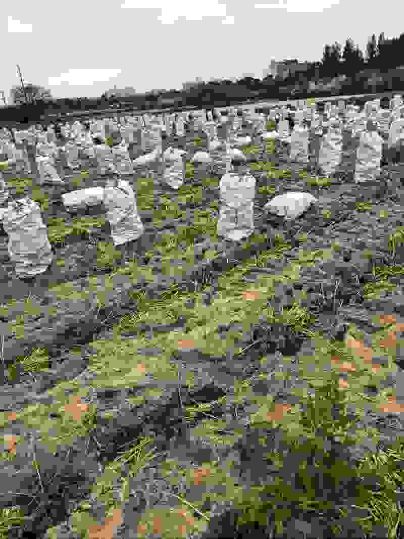 胡萝卜产地大量供应保质保量