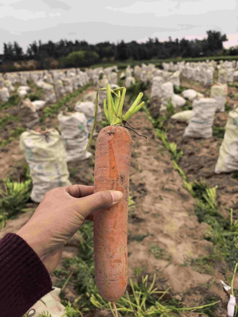 胡萝卜产地大量供应保质保量