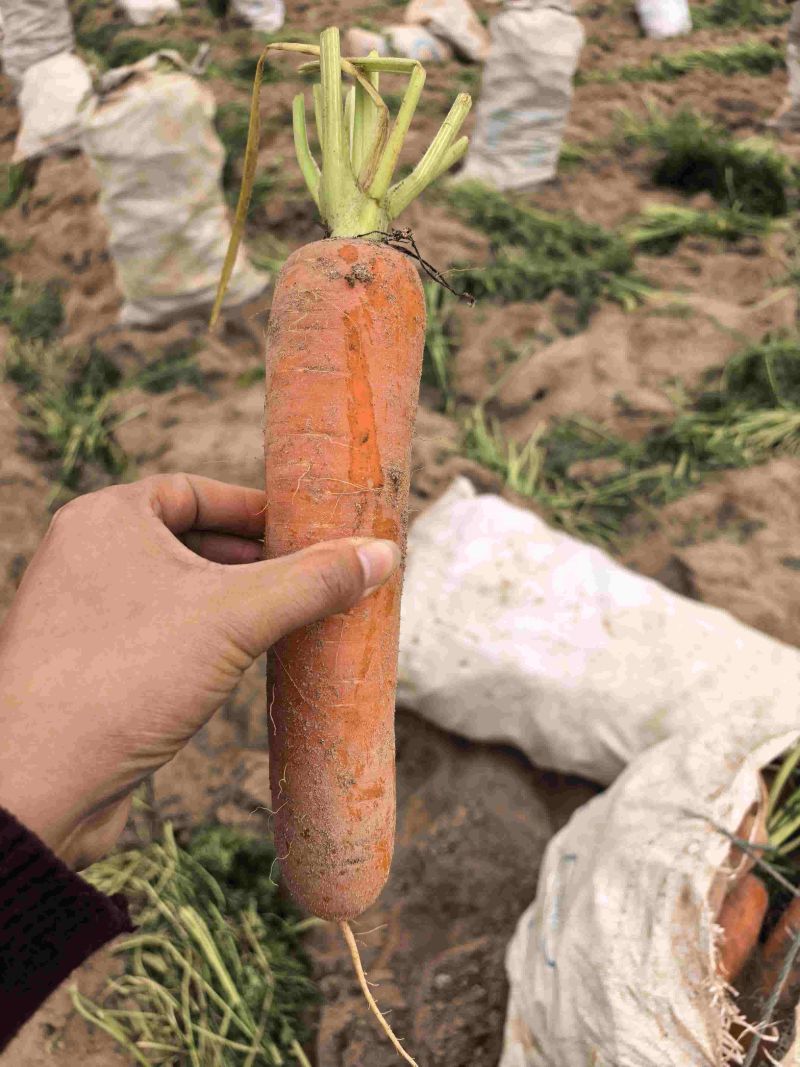 胡萝卜产地大量供应保质保量