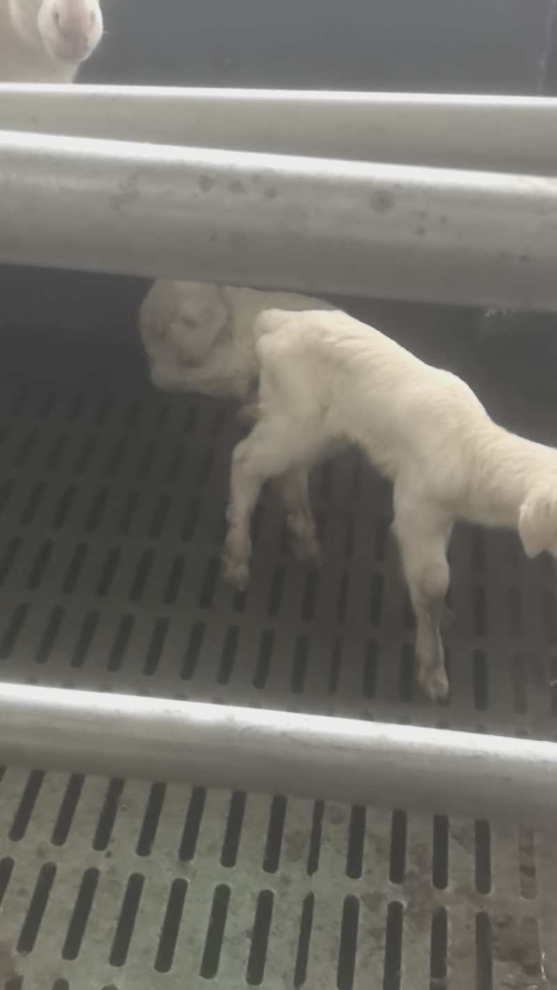 自己繁殖的湖羊