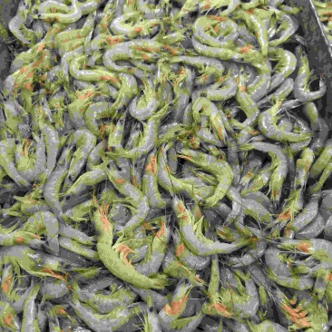 源头品质羊毛虾20斤净重