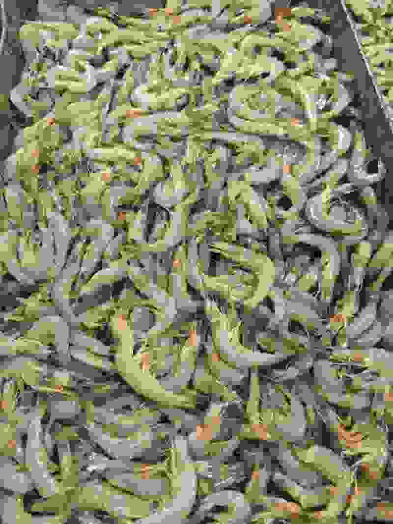 源头品质羊毛虾20斤净重