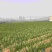155长37白88大9558葱50公分左右