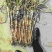 155长37白88大9558葱50公分左右