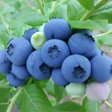 大凉山露天花香蓝莓大棚蓝莓