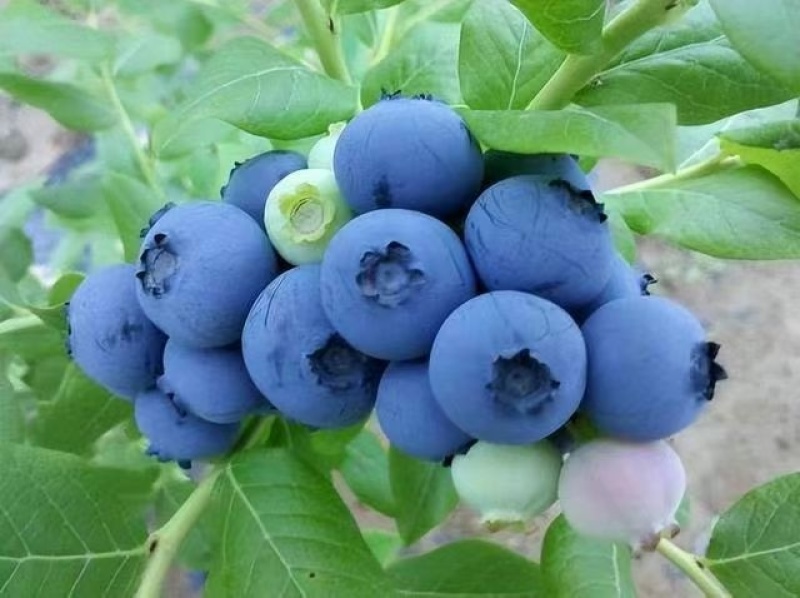 大凉山露天花香蓝莓大棚蓝莓