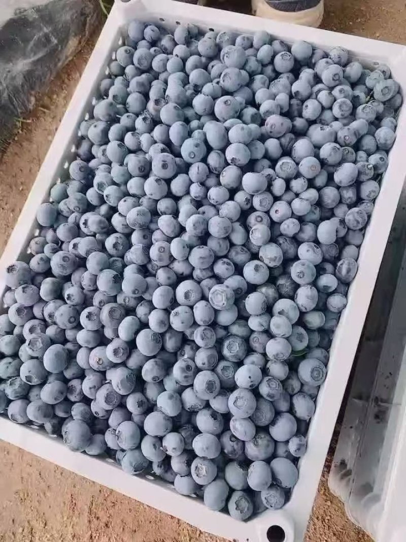 大凉山露天花香蓝莓大棚蓝莓