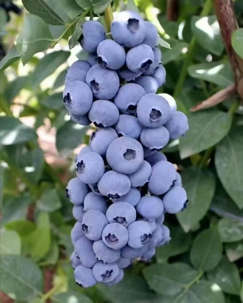 大凉山露天花香蓝莓大棚蓝莓
