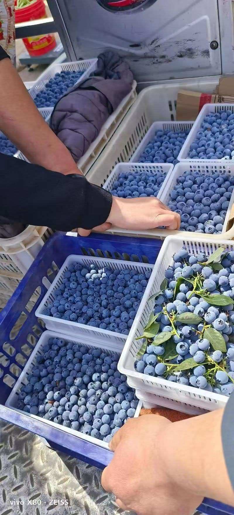 大凉山露天花香蓝莓大棚蓝莓