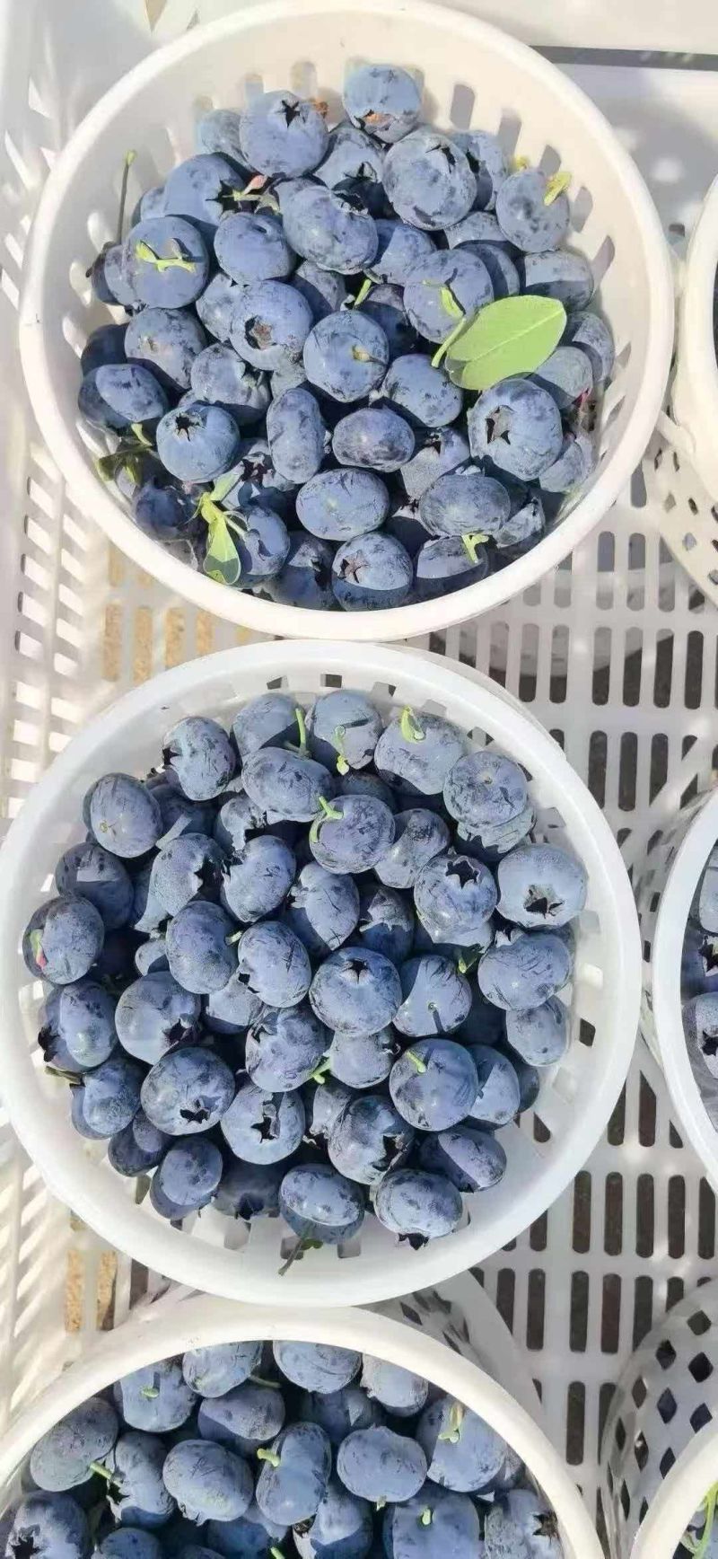 大凉山露天花香蓝莓大棚蓝莓