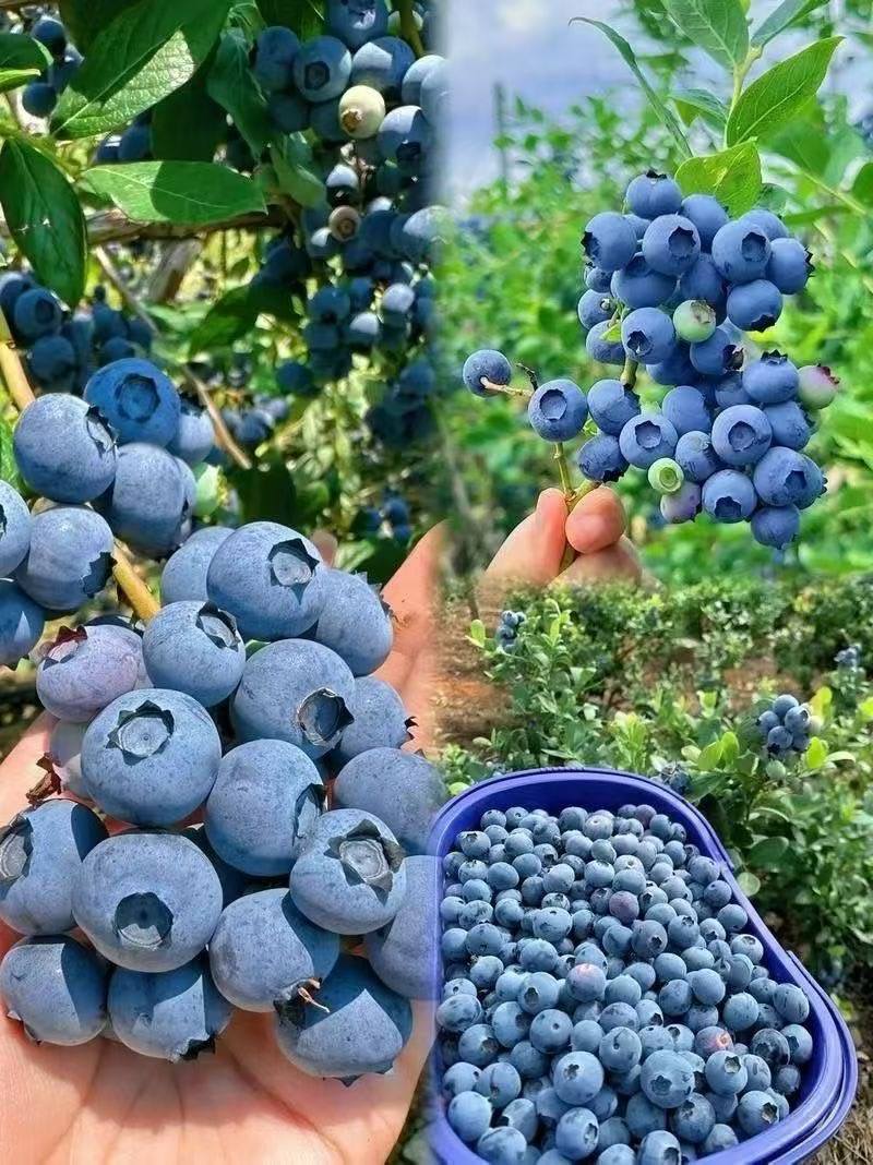 大凉山露天花香蓝莓大棚蓝莓